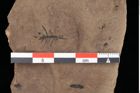 Foto (Detailansicht) von Glyptostrobus ungeri Heer (NHMW-GEO-2024-0188-0188)
